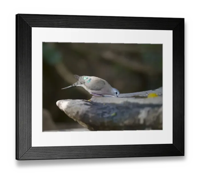 Framed Print : Emerald-spotted Wood Dove Turtur chalcospilos Masai Mara Kenya