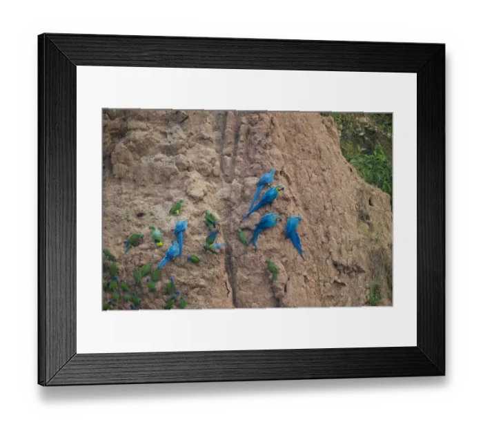 Framed Print : Blue and Yellow Macaws Ara ararauna at clay lick Tambopata Amazon Peru Framed Print : Blue and Yellow Macaws Ara ararauna at clay lick Tambopata Amazon Peru