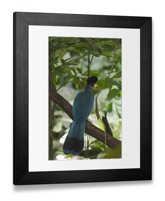 Framed Print : Great Blue Turaco (Corythaeola cristata) found in Uganda Framed Print : Great Blue Turaco (Corythaeola cristata) found in Uganda