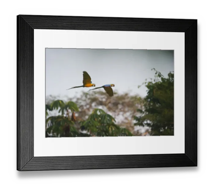Framed Print : Blue and Yellow Macaw Ara ararauna Tambopata Amazon Peru Framed Print : Blue and Yellow Macaw Ara ararauna Tambopata Amazon Peru