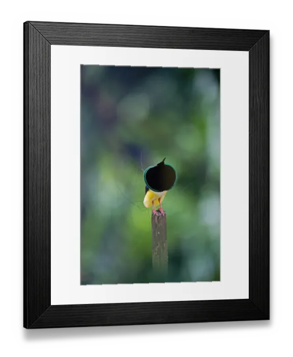 Framed Print : Twelve-wired Bird-of-paradise (Seleucidis melanoleucus) male displaying on display Framed Print : Twelve-wired Bird-of-paradise (Seleucidis melanoleucus) male displaying on display