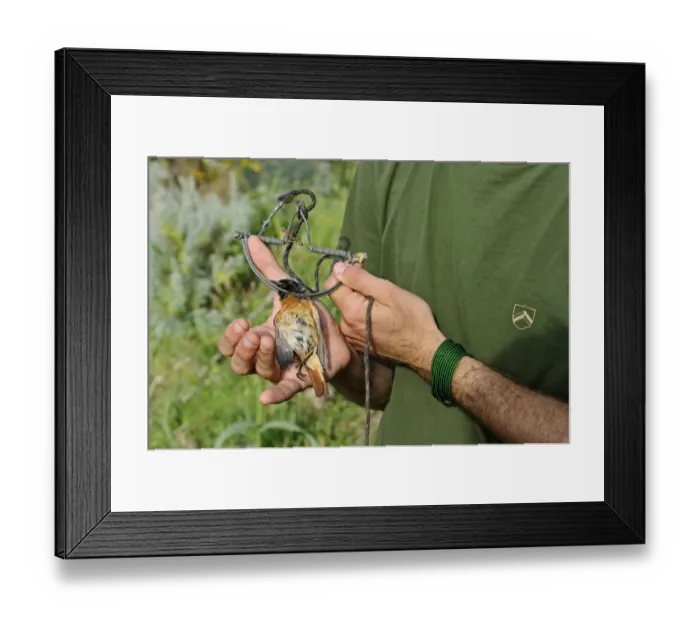 Framed Print : Andrea Rutigliano activist from KABS (Campaign against Bird Slaughter) holding a Framed Print : Andrea Rutigliano activist from KABS (Campaign against Bird Slaughter) holding a