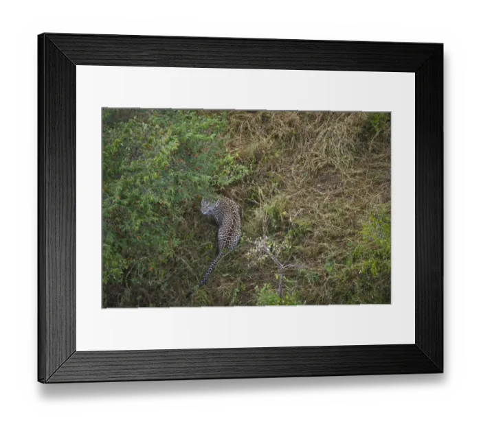 Framed Print : Leopard viewed from a hot air balloon Masai Mara Kenya Framed Print : Leopard viewed from a hot air balloon Masai Mara Kenya