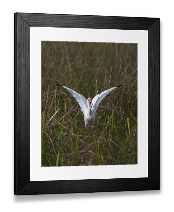 Framed Print : American White Ibis Eudocimus albus Anhinga Trail Florida USA Framed Print : American White Ibis Eudocimus albus Anhinga Trail Florida USA