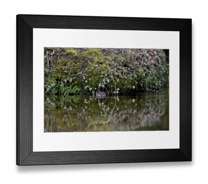 Framed Print : European Otter (Eurasian River Otter) Lutra lutra on River Thet, Thetford, Norfolk Framed Print : European Otter (Eurasian River Otter) Lutra lutra on River Thet, Thetford, Norfolk