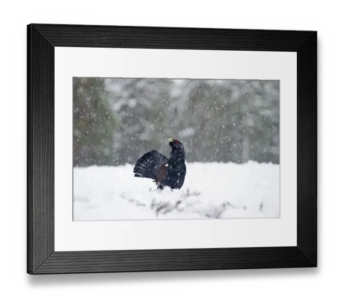 Framed Print : Capercailie Tetrao urogallus rogue male displaying Highlands Scotland February Framed Print : Capercailie Tetrao urogallus rogue male displaying Highlands Scotland February