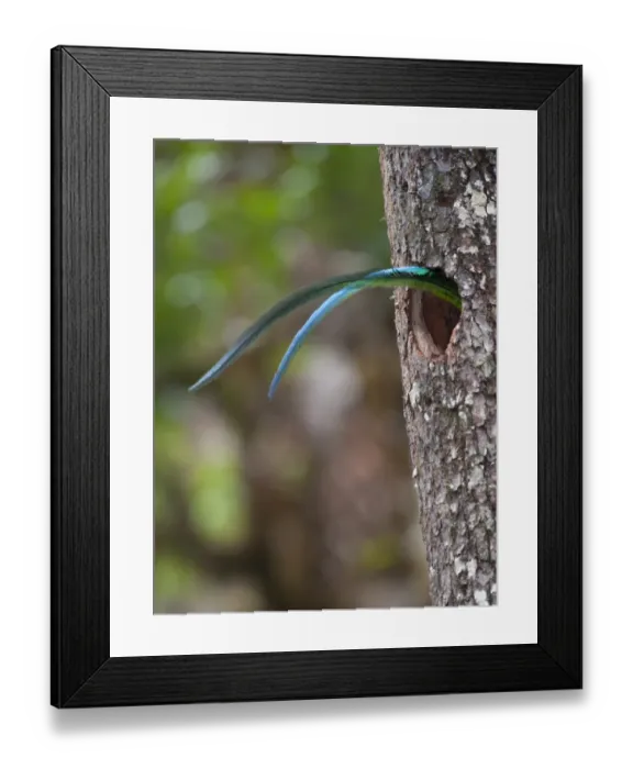 Framed Print : Resplendent Quetzal Pharomachrus mocinno males tail sticking out of nest hole while Framed Print : Resplendent Quetzal Pharomachrus mocinno males tail sticking out of nest hole while