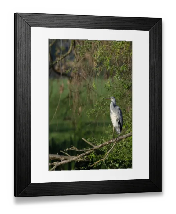 Framed Print : Grey Heron Ardea cinerea sunning immature Kent spring Framed Print : Grey Heron Ardea cinerea sunning immature Kent spring