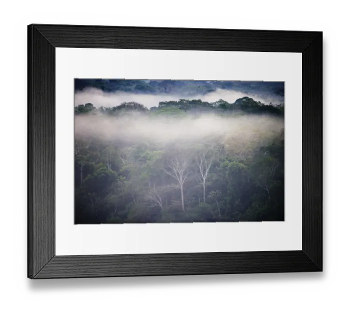 Framed Print : Primary lowland tropical rainforest at dawn Tambopata Amazon Peru Framed Print : Primary lowland tropical rainforest at dawn Tambopata Amazon Peru