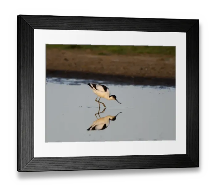 Framed Print : Avocet Recurvirostra avocetta Cley Norfolk spring Framed Print : Avocet Recurvirostra avocetta Cley Norfolk spring