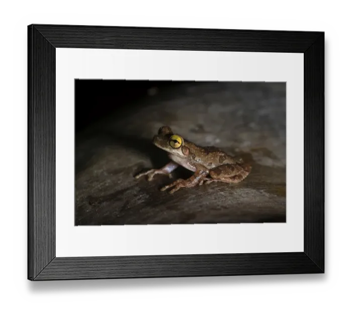 Framed Print : Tree Frog sp. Tambopata Peru Framed Print : Tree Frog sp. Tambopata Peru