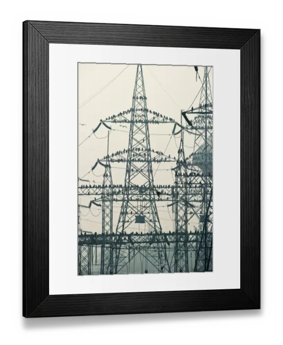 Framed Print : Black Kites Milvus migrans at Ghazipur rubbish fump one of the largest dumps on earth Framed Print : Black Kites Milvus migrans at Ghazipur rubbish fump one of the largest dumps on earth