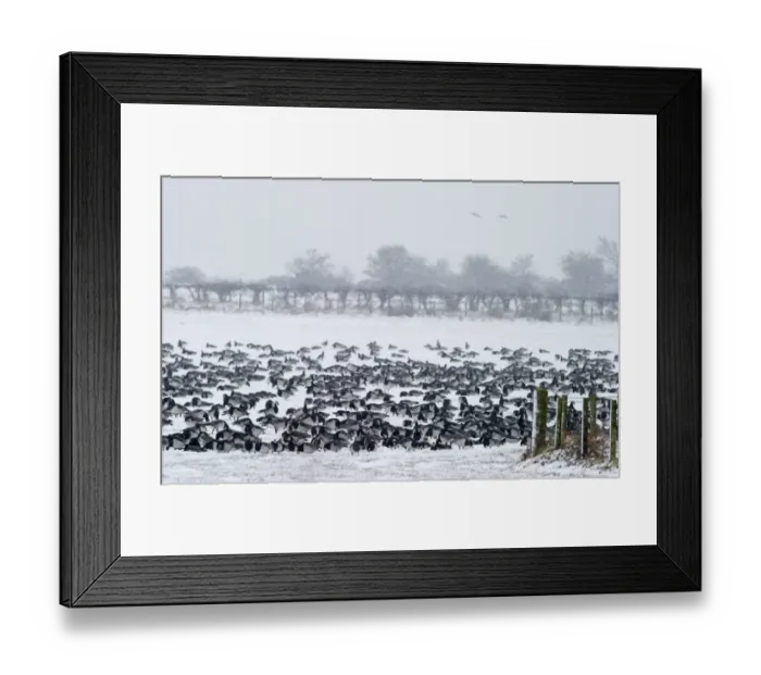 Framed Print : Barnacle Geese Branta leucopsis Solway Dumfries Scotland winter Framed Print : Barnacle Geese Branta leucopsis Solway Dumfries Scotland winter