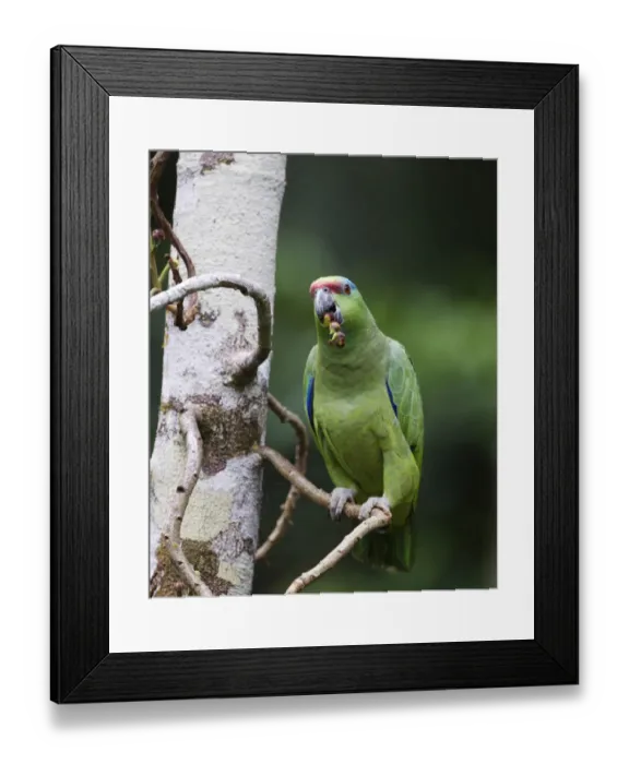 Framed Print : Festive Parrot Amazona festiva Iquitos Amazon Peru Framed Print : Festive Parrot Amazona festiva Iquitos Amazon Peru