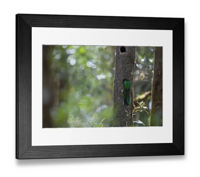 Framed Print : Resplendent Quetzal Pharomachrus mocinno female at nest Central Highlands Costa Rica Framed Print : Resplendent Quetzal Pharomachrus mocinno female at nest Central Highlands Costa Rica