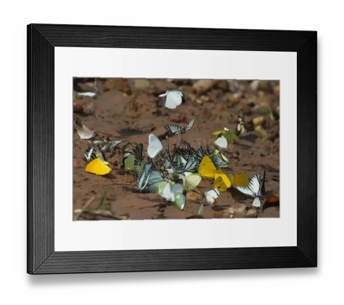 Framed Print : Butterflies on banks of river at Tambopata attracted to salts Peruvian Amazon Framed Print : Butterflies on banks of river at Tambopata attracted to salts Peruvian Amazon