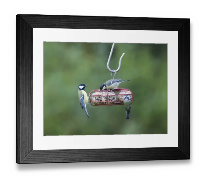 Framed Print : 004413 Framed Print : 004413