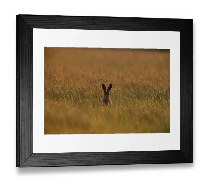Framed Print : Brown (European) Hare Lepus europaeus Norfolk May Framed Print : Brown (European) Hare Lepus europaeus Norfolk May