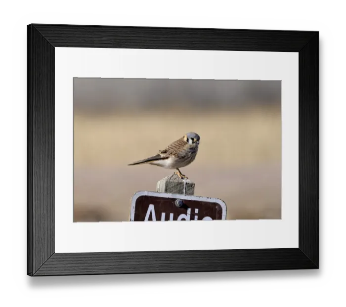 Framed Print : American Kestrel male New Mexico USA Framed Print : American Kestrel male New Mexico USA