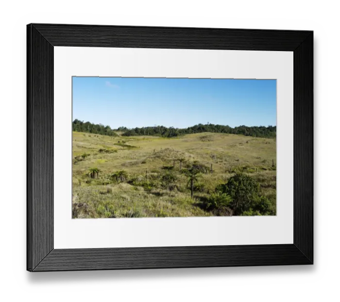 Framed Print : Alpine grassland at Tari Gap Southern Highlands Papua New Guinea Framed Print : Alpine grassland at Tari Gap Southern Highlands Papua New Guinea