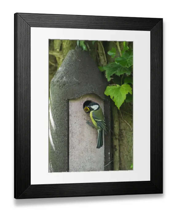 Framed Print : Great Tit feeding young in nest box Norfolk spring Framed Print : Great Tit feeding young in nest box Norfolk spring