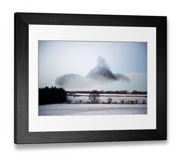 Framed Print : Starlings Sturnus vulgarus arriving at night time roost near Gretna Scotland December
