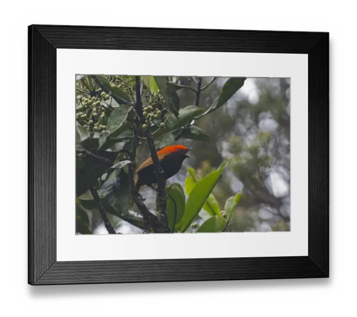 Framed Print : Crested Satinbird formerly known as Crested Bird of Paradise Cnemophilus macgregorii
