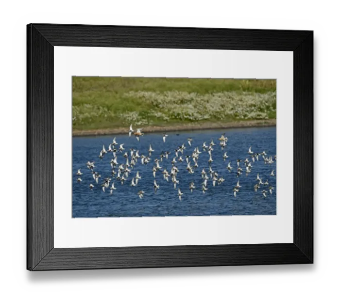 Framed Print : Dunlin Calidris alpina arriving at high tide roost on pits at Snettisham RSPB Reserve Framed Print : Dunlin Calidris alpina arriving at high tide roost on pits at Snettisham RSPB Reserve