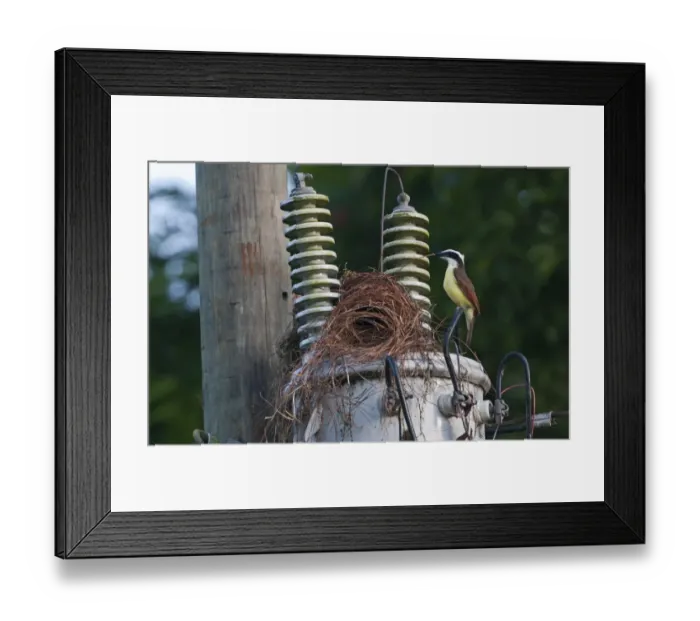 Framed Print : Great Kiskadee Pitangus sulphuratus nesting on electricity pole La Selva Costa Rica Framed Print : Great Kiskadee Pitangus sulphuratus nesting on electricity pole La Selva Costa Rica