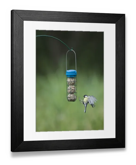 Framed Print : 005984