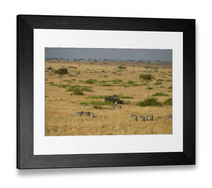 Framed Print : Aerial view of Plains Zebra Equus quagga and Safari vehicle Masai Mara Kenya Framed Print : Aerial view of Plains Zebra Equus quagga and Safari vehicle Masai Mara Kenya