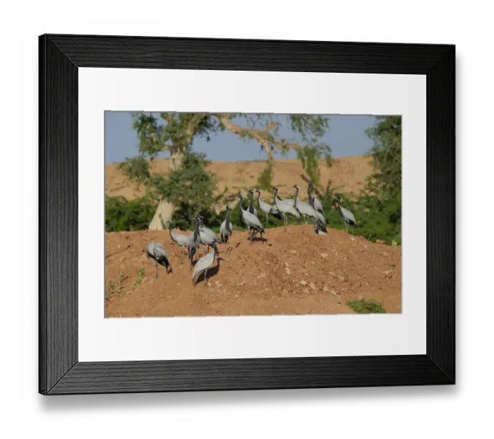Framed Print : Demoiselle Cranes Anthropoides virgo at Kichan in Thar Desert Rajasthan India November Framed Print : Demoiselle Cranes Anthropoides virgo at Kichan in Thar Desert Rajasthan India November