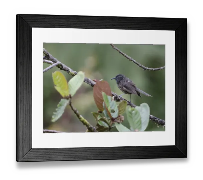 Framed Print : Grey-streaked Honeyeater Ptiloprora persistrata Tari Papua New Guinea Framed Print : Grey-streaked Honeyeater Ptiloprora persistrata Tari Papua New Guinea