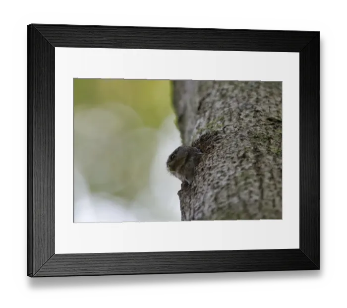 Framed Print : Amazonian Pygmy Owl Glaucidium hardyi peering out of nest hole Amazon Peru Framed Print : Amazonian Pygmy Owl Glaucidium hardyi peering out of nest hole Amazon Peru