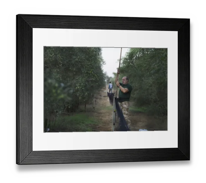 Framed Print : police Officer Christakis dismantles illegally erected mist nets in olive grove in Framed Print : police Officer Christakis dismantles illegally erected mist nets in olive grove in