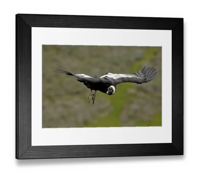 Framed Print : Andean Condor (Vultur gryphus) Patagonia Chile Framed Print : Andean Condor (Vultur gryphus) Patagonia Chile