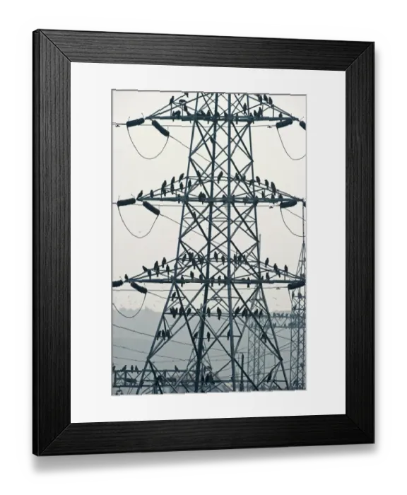 Framed Print : Black Kites Milvus migrans at Ghazipur rubbish fump one of the largest dumps on earth Framed Print : Black Kites Milvus migrans at Ghazipur rubbish fump one of the largest dumps on earth