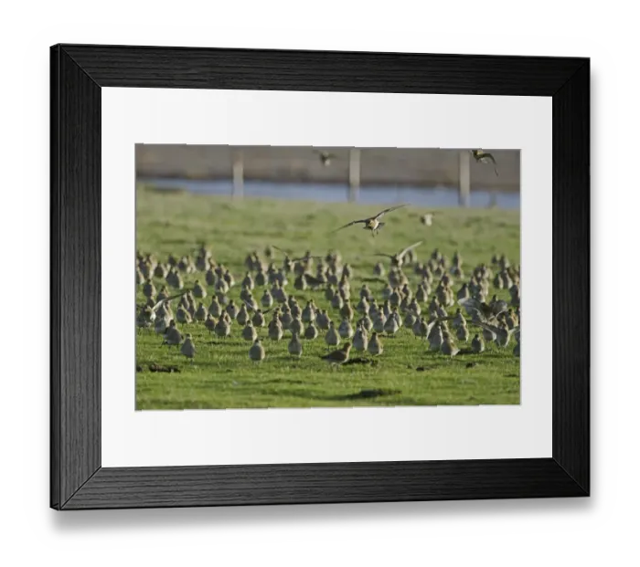 Framed Print : Golden Plover Pluvialis apricaria flock on grazing marsh Cley Norfolk winter Framed Print : Golden Plover Pluvialis apricaria flock on grazing marsh Cley Norfolk winter