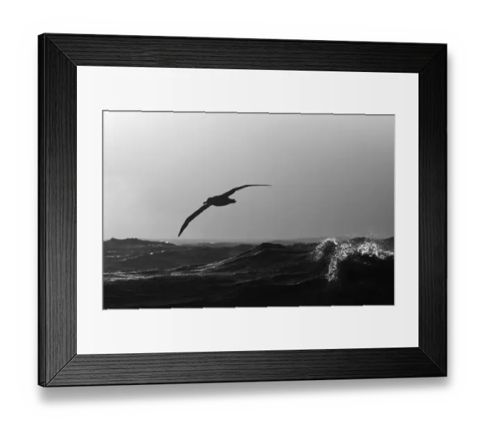 Framed Print : Wandering Albatross Diomedea exulans Southern Ocean nr South Georgia November Framed Print : Wandering Albatross Diomedea exulans Southern Ocean nr South Georgia November