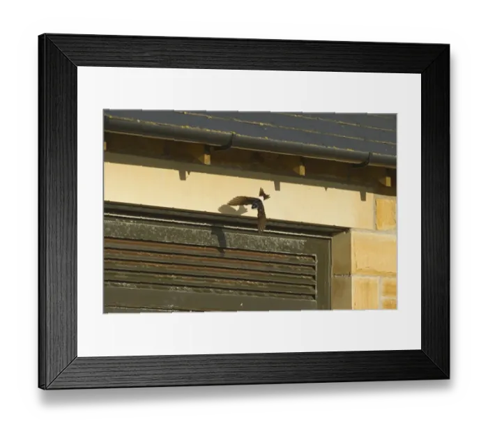 Framed Print : House Martin Delichon urbicum leaving nest under eaves of house Northumberland UK Framed Print : House Martin Delichon urbicum leaving nest under eaves of house Northumberland UK