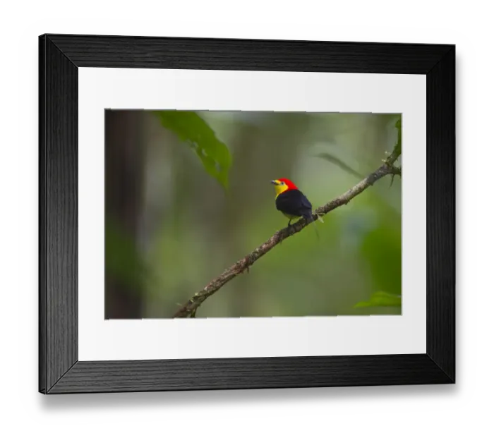Framed Print : Wire-tailed Manakin Pipra filicauda male at lek Nr Iquitos Amazon Peru Framed Print : Wire-tailed Manakin Pipra filicauda male at lek Nr Iquitos Amazon Peru