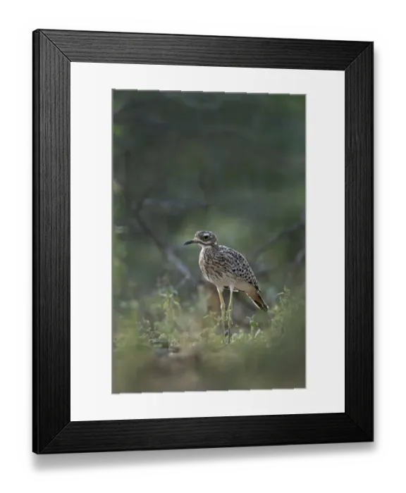 Framed Print : Spotted Thicknee Burhinus capensis Kenya Framed Print : Spotted Thicknee Burhinus capensis Kenya