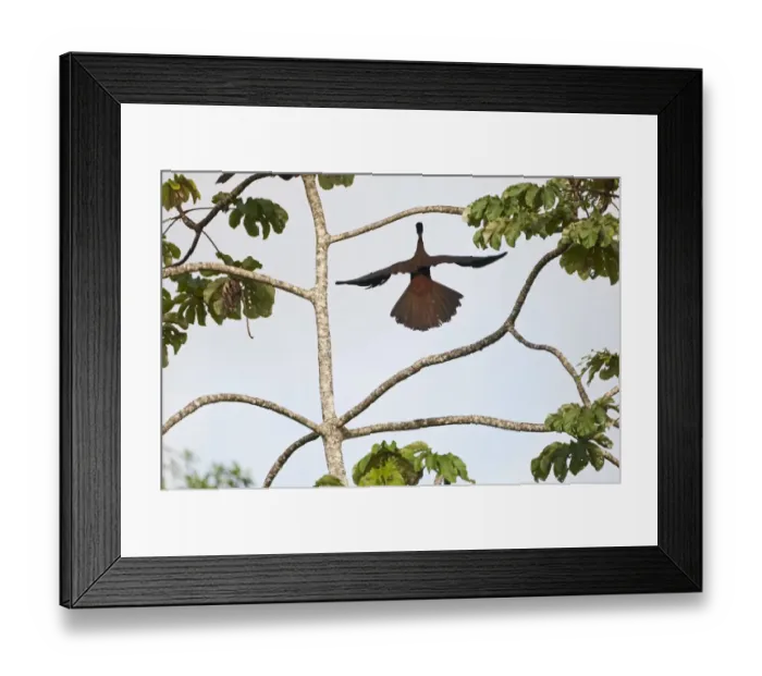 Framed Print : Crested Guan Penelope purpurascens La Selva Costa Rica Framed Print : Crested Guan Penelope purpurascens La Selva Costa Rica