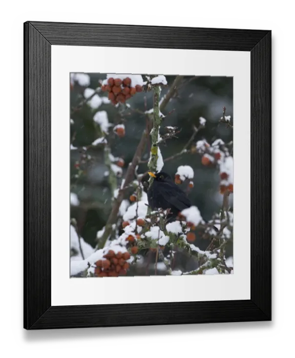 Framed Print : Blackbird Turdus merula male in winter Norfolk Framed Print : Blackbird Turdus merula male in winter Norfolk