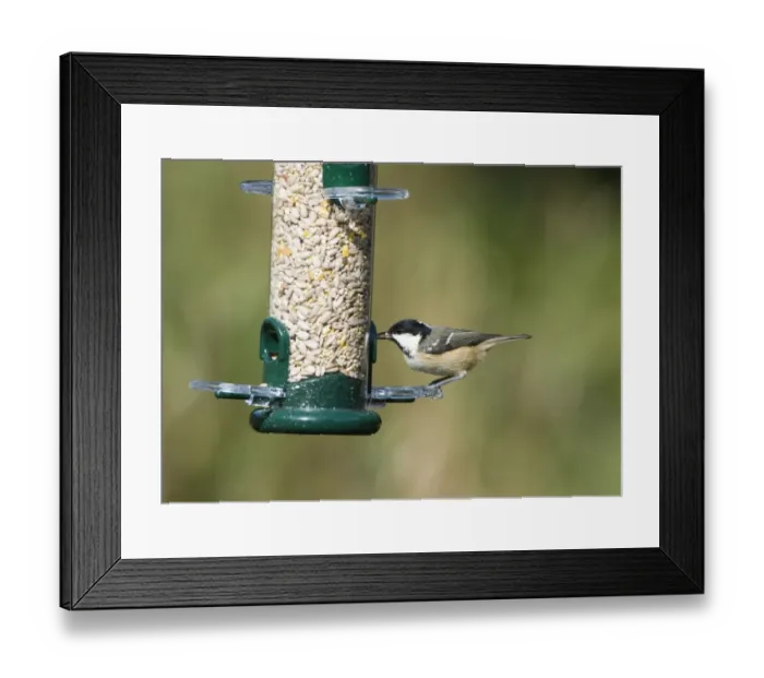 Framed Print : Coal Tit at garden feeder Framed Print : Coal Tit at garden feeder