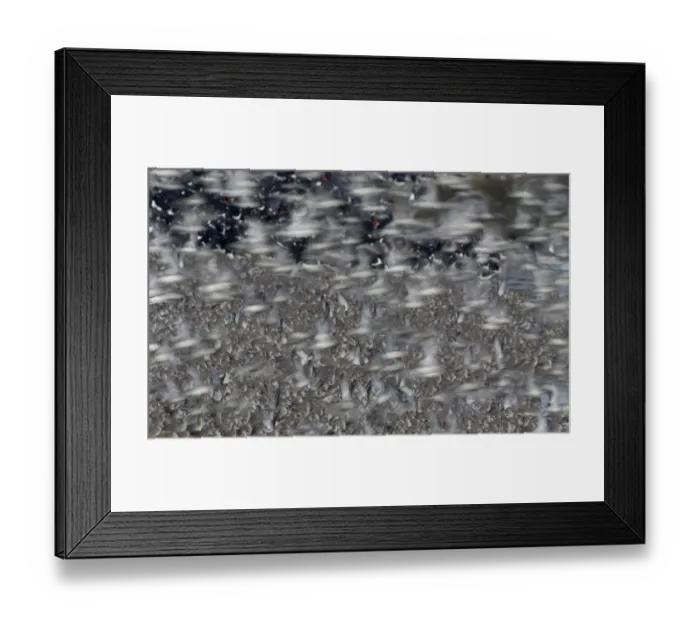 Framed Print : Knot Calidris canutus and Oystercatchers Haematopus ostralegus roosting at Snettisham Framed Print : Knot Calidris canutus and Oystercatchers Haematopus ostralegus roosting at Snettisham