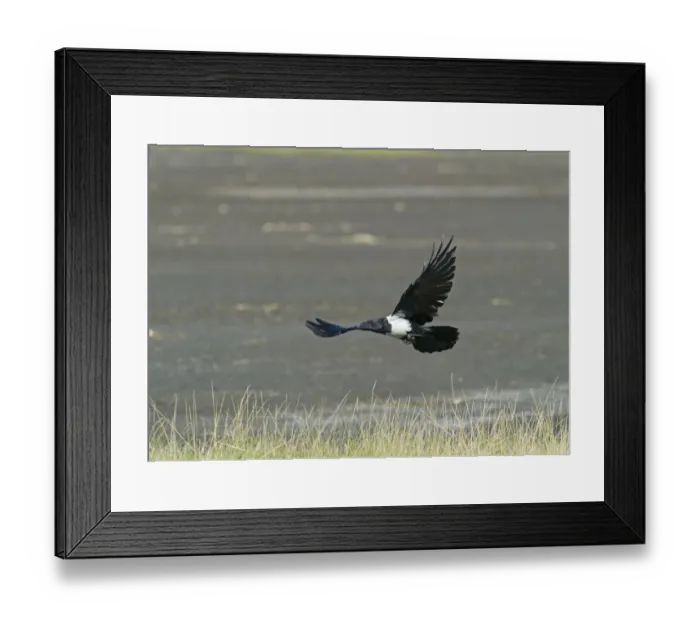 Framed Print : Pied Crow Corvus albus Lake Nakuru Kenya Framed Print : Pied Crow Corvus albus Lake Nakuru Kenya