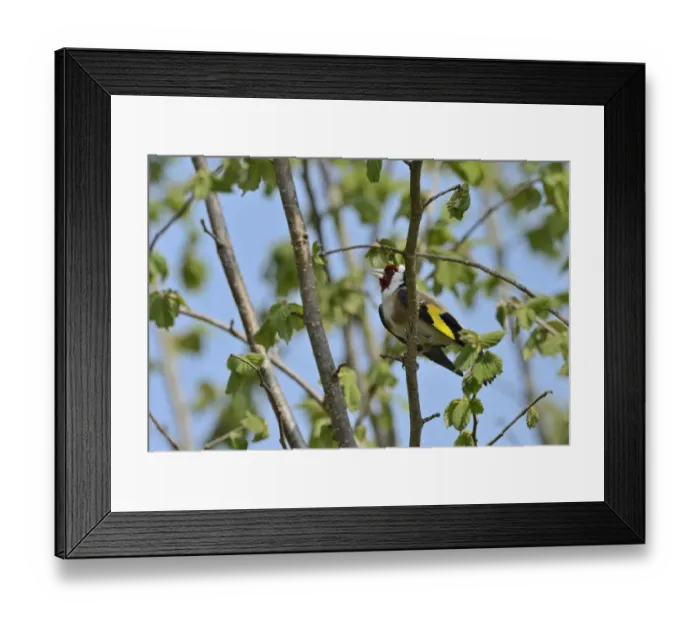 Framed Print : Goldfinch Carduelis carduelis in song in garden Norfolk May Framed Print : Goldfinch Carduelis carduelis in song in garden Norfolk May
