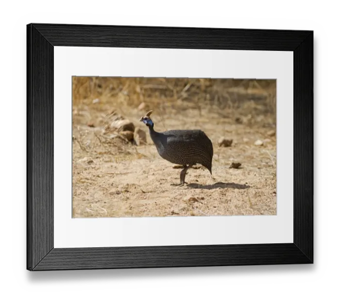 Framed Print : Helmeted Guineafowl Numida meleagris Samburu Kenya Framed Print : Helmeted Guineafowl Numida meleagris Samburu Kenya