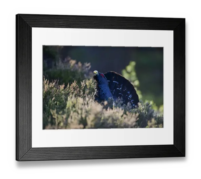Framed Print : Capercailie Tetrao urogallus rogue male displaying Highlands Scotland February Framed Print : Capercailie Tetrao urogallus rogue male displaying Highlands Scotland February